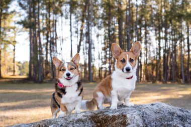 Bir kayanın üzerinde oturan Corgi köpeklerinin portresi