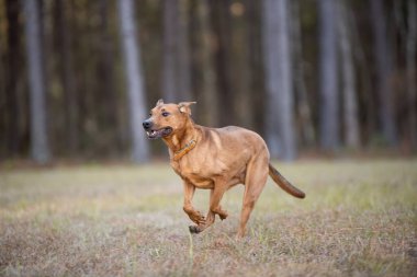 Kahverengi köpek ormanda koşuyor.