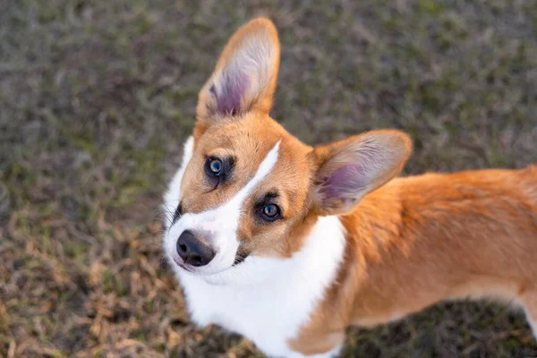 屋外の若いウェルシュコーギー犬の肖像画 公園での犬公園での赤いコーギー — ストック写真