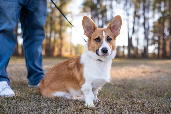 Portrét Mladého Velšského Psa Corgi Venku Majitelem Pes Parku Červená — Stock fotografie