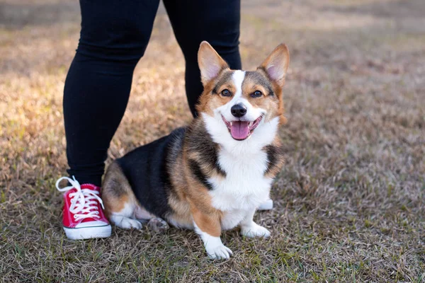 Portrait of young welsh corgi dog outdoors with owner. dog at a park, red corgi on leash with owner at a park.
