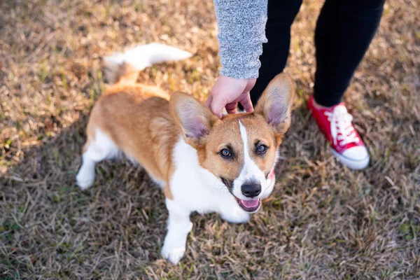 Portrait of young welsh corgi dog outdoors with owner. dog at a park, red corgi on leash with owner at a park. Dog enjoying a scratch.