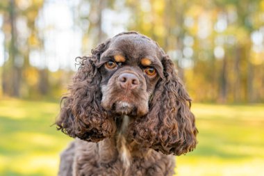 Çikolatalı Amerikan cocker spaniel yeşil arka planı olan bir pakette oynuyor.