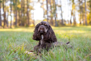 Çikolatalı Amerikan cocker spaniel yeşil arka planı olan bir pakette oynuyor.
