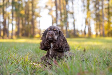 Çikolatalı Amerikan cocker spaniel yeşil arka planı olan bir pakette oynuyor.