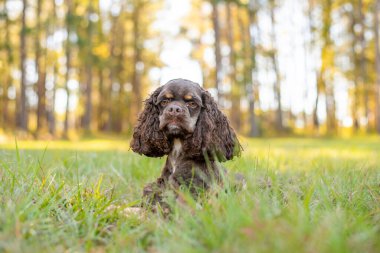Çikolatalı Amerikan cocker spaniel yeşil arka planı olan bir pakette oynuyor.