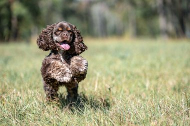 Çikolatalı Amerikan cocker spaniel yeşil arka planı olan bir pakette oynuyor.