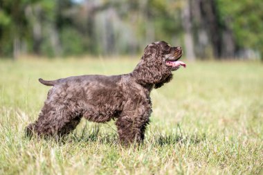 Çikolatalı Amerikan cocker spaniel yeşil arka planı olan bir pakette oynuyor.