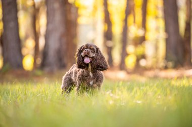 Çikolatalı Amerikan cocker spaniel yeşil arka planı olan bir pakette oynuyor.