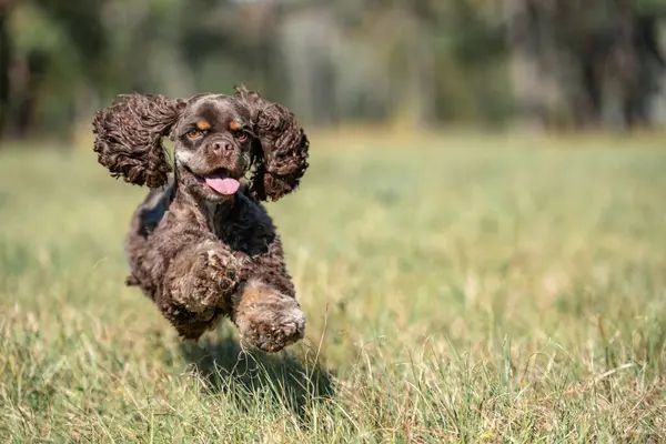 Çikolatalı Amerikan cocker spaniel yeşil arka planı olan bir pakette oynuyor.