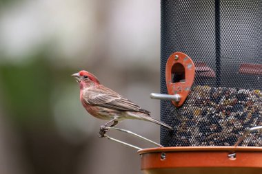Finch Hanesi (Erkek) şarkı serçesi. Başları ve göğüslerinin üstü kıpkırmızı. Kuş yemliğinde..