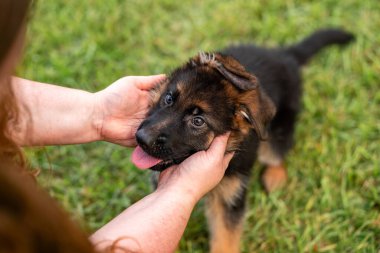 Parktaki Alman çoban köpeği yeşil çimlerde ve güneşli bir günde. 8 haftalık neşeli köpek yavrusu parkta eğleniyor..