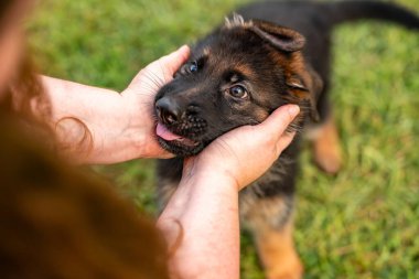 Parktaki Alman çoban köpeği yeşil çimlerde ve güneşli bir günde. 8 haftalık neşeli köpek yavrusu parkta eğleniyor..