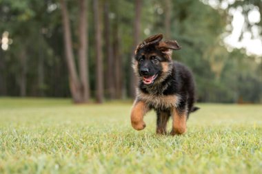 Parktaki Alman çoban köpeği yeşil çimlerde ve güneşli bir günde. 8 haftalık neşeli köpek yavrusu parkta eğleniyor..