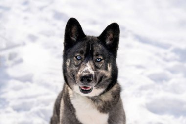 Karda boğuk bir köpek. Kış parkında mavi gözlü Sibirya köpeği. Kışın dışarıda oynayan köpek, mutlu kar aşkı..