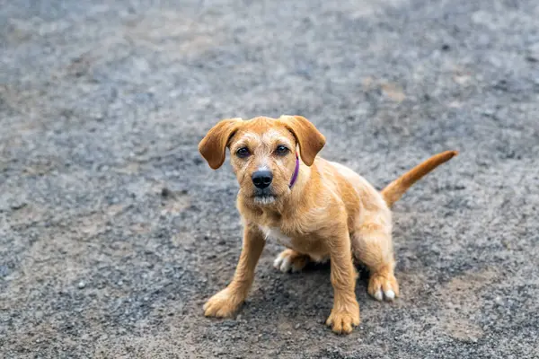 Light brown, scruffy little mixed breed rescue dog.