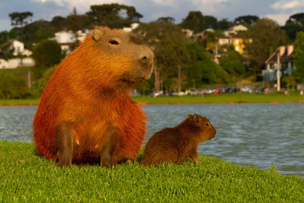 Capybaras Curitiba 'daki Barigui Park' ta.