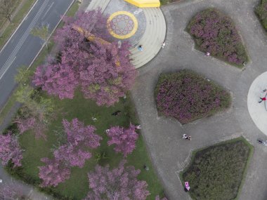 Curitiba Parana Brezilya 'da Tsunesaburo Makiguchi meydanında kiraz çiçekleri.