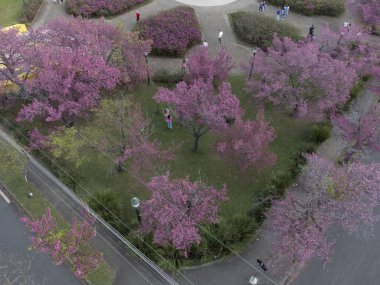 Curitiba Parana Brezilya 'da Tsunesaburo Makiguchi meydanında kiraz çiçekleri.