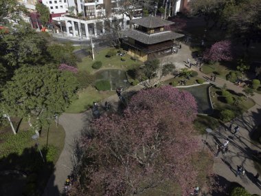Curitiba Parana Brezilya, 23 Temmuz. 2023: Curitiba 'daki Japon meydanında kiraz çiçekleri.