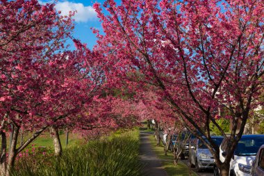 Curitiba Parana Brezilya 'da Tsunesaburo Makiguchi meydanında kiraz çiçekleri.