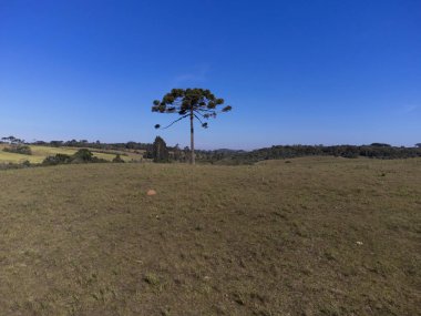 Güney Brezilya 'nın tipik Araucaria ağacı.