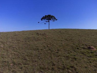 Güney Brezilya 'nın tipik Araucaria ağacı.