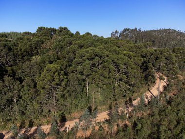 Güney Brezilya 'da Araucarias Ormanı.