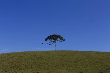 Güney Brezilya 'nın tipik Araucaria ağacı.