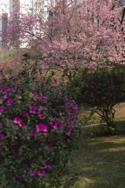 Curitiba 'da Japonya Meydanı' nda kiraz çiçekleri.