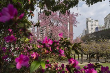 Curitiba 'da Japonya Meydanı' nda kiraz çiçekleri.