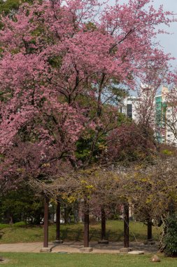 Curitiba 'da Japonya Meydanı' nda kiraz çiçekleri.