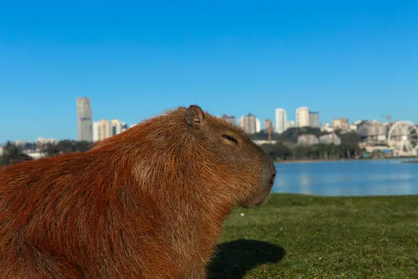 stock image Capybara in the foreground at Barigui Park in Curitiba.