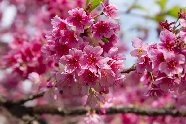 stock image Cherry blossoms in Japan Square in Curitiba.