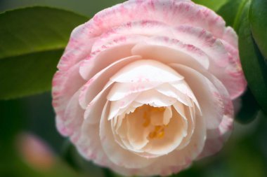 Makro Yakın Çekimde Kırılgan Pembe Gül Doğada Tazelik ve Güzellikle