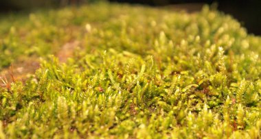 Yosun ve zambaklar yapıları olan sporlar tarafından üretiliyorlar.