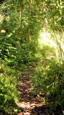 Doğası gereği nerede başlayıp nerede biteceğini bilmeden nefes alabileceğiniz bir ormanın ortasında dolambaçlı bir yol.