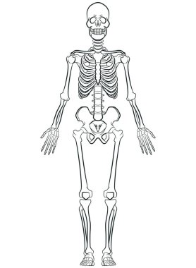 İnsan Biyolojisi Çizimi İskelet Sistemi Diyagramı