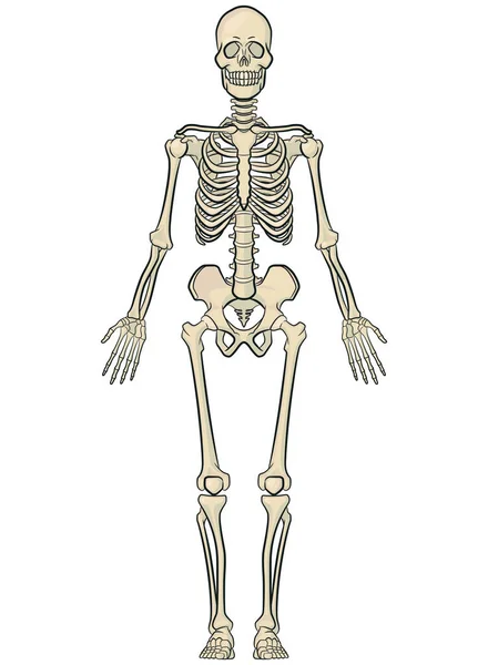 Människokroppen Ben Anatomi Skelett Modell — Stock vektor
