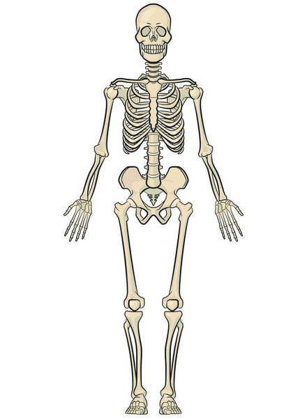 Human Body Bones Anatomy Skeleton Model