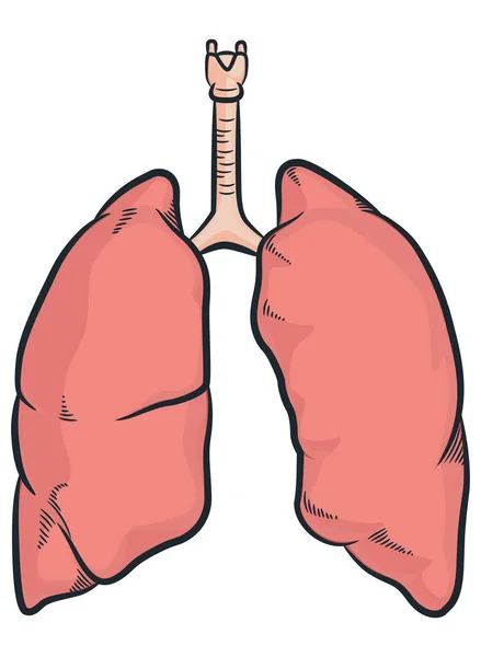Human Lungs Organ Respiratory Body Parts — Stock Vector