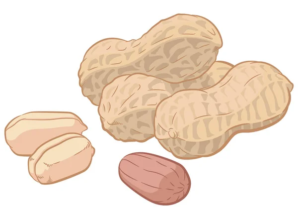 Cacahuetes Semillas Cacahuetes Pod Shell Cartoon — Archivo Imágenes Vectoriales