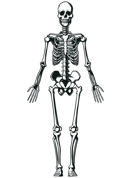 Sylwetka Ludzki Wykres Struktury Szkieletu Anatomicznego — Wektor stockowy