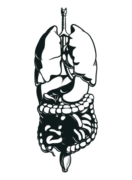 Silhouette Teile Des Menschlichen Körpers Innere Organe — Stockvektor