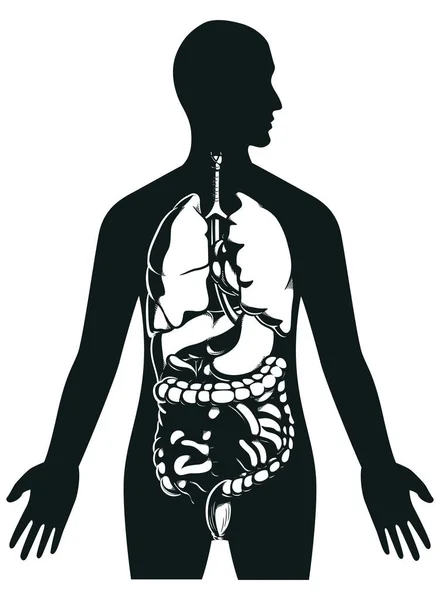 Silhueta Órgãos Internos Humanos Dentro Corpo — Vetor de Stock