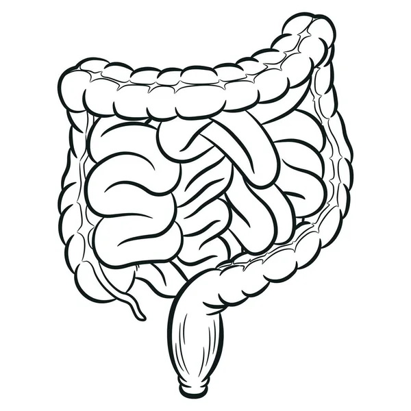 Boceto Intestino Humano Tractos Digestión Colon Viscera — Archivo Imágenes Vectoriales