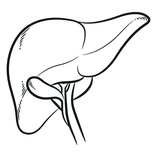 Inggris Sketch Human Liver Digestion Bile Organ - Stok Vektor