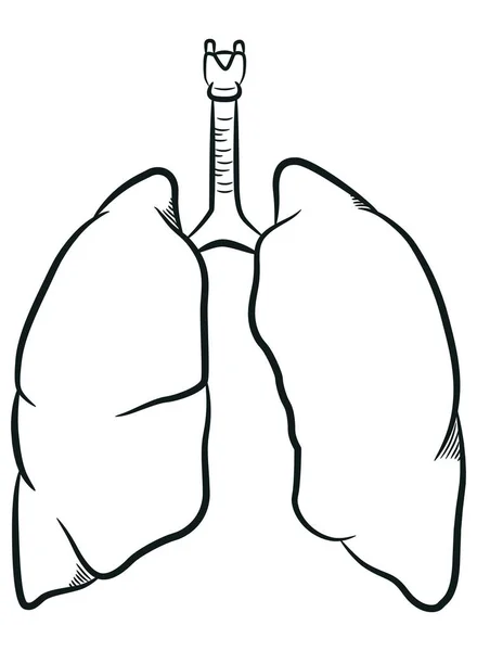 Esboço Pulmões Humanos Órgão Respiratório Interno — Vetor de Stock