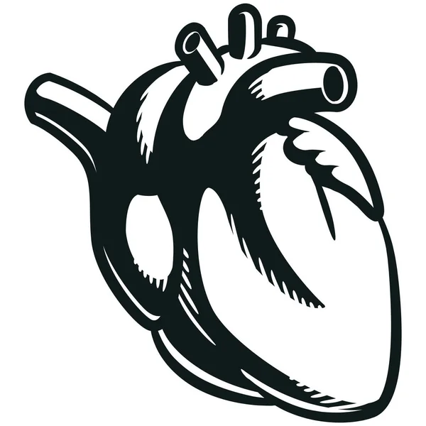 Silhouette Human Heart Órgano Cardiovascular Interno Vector De Stock