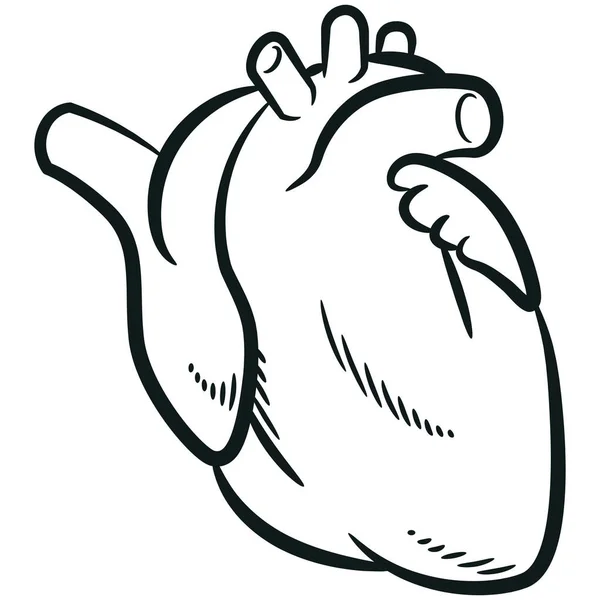 Dibujo Anatomía Cardiovascular Órganos Del Corazón Humano Ilustración De Stock